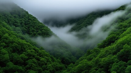 Fototapeta premium Misty mountain valley shrouded in lush greenery