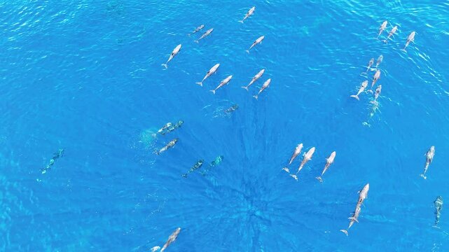 Melon-headed whales, Peponocephala electra, swim at the surface of the Gulf of Tomini on the east coast of Sulawesi, Indonesia. These widely-distributed toothed whales are rarely encountered.