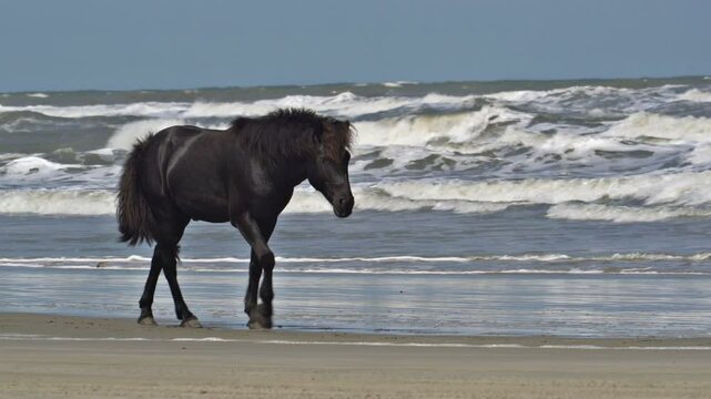 A beautiful black stallion walking along the sea shore, with waves crashing in the background, along the most northern point of the Outer Banks in North Carolina, Corova Beach, where wild horses roam 