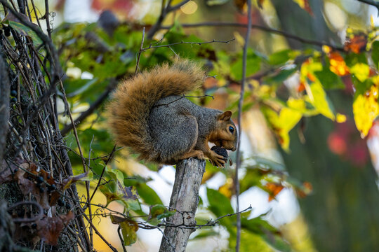 squirrel on a tree eating a nut