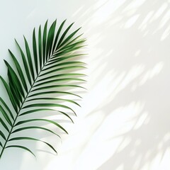 Fototapeta premium Single Palm Frond on White Background with Shadowy Overlay, Minimalist Tropical Summer Aesthetic Photography