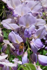 Bee on purple wisteria flowers in spring