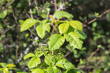 Poison Oak bush with fresh spring growth and little flower buds near Los Angeles California.