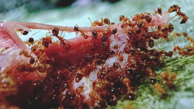 Ants' Feast: A multitude of industrious ants swarms a piece of meat, showcasing their strength and collective nature in a captivating macro shot. 