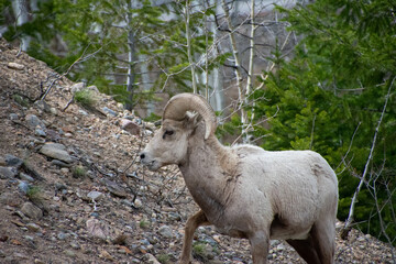 Naklejka premium Bighorn sheep climbing a hill Colorado Guanella Pass