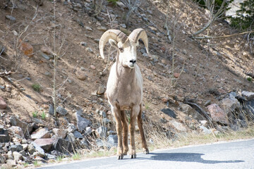 Naklejka premium Bighorn sheep walking the road 