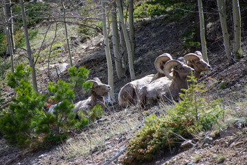 bighorn sheep relaxing on a hillside Guanella pass Colorado 