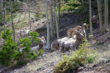 bighorn sheep relaxing on a hillside Guanella pass Colorado 