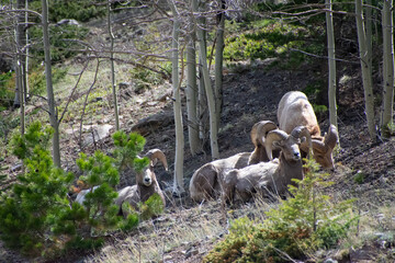 bighorn sheep relaxing on a hillside Guanella pass Colorado 