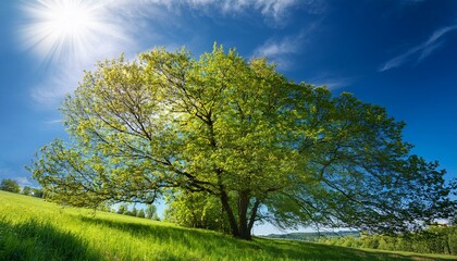 Obraz premium 青空の下に広がる大樹と緑の草原2