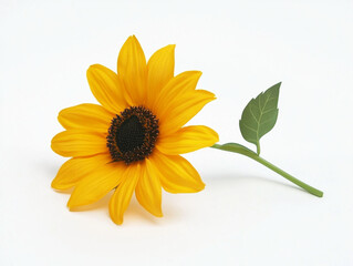 Obraz premium sunflower on white background