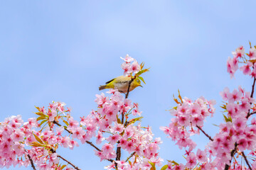 桜の花と野鳥のメジロ