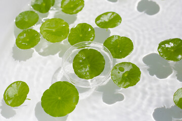 Fresh green leaves of Centella asiatica or gotu kola or asiatic pennywort, floating on water. It is...