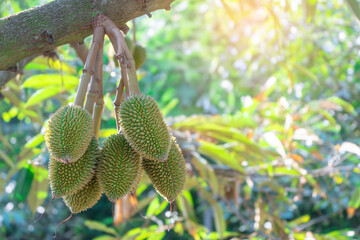 Durian farm in Thailand
