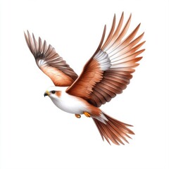 Obraz premium Majestic Bird of Prey in Flight with Detailed Feathers and Graceful Wings Against a White Background