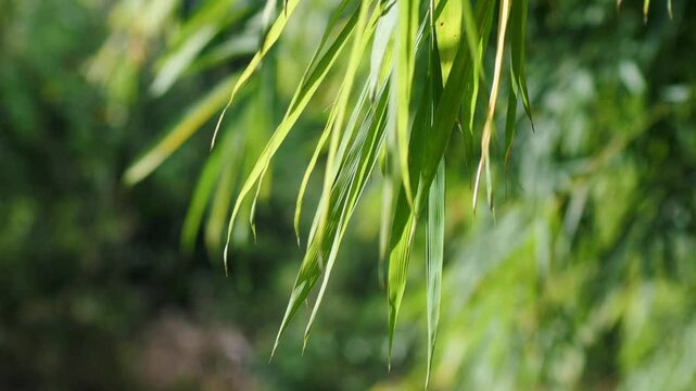 Bamboo Leaves Close Up