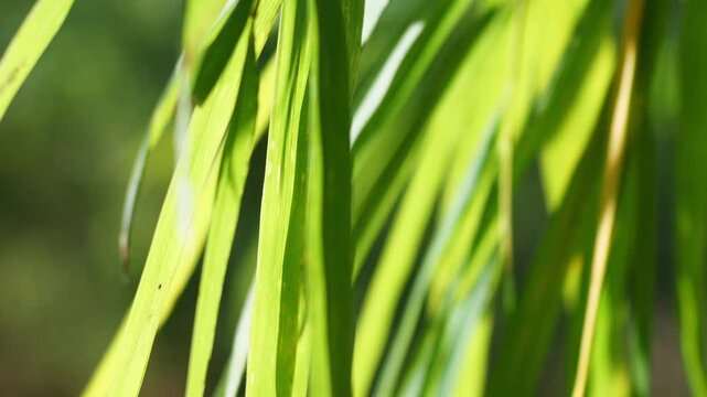 Bamboo Leaves