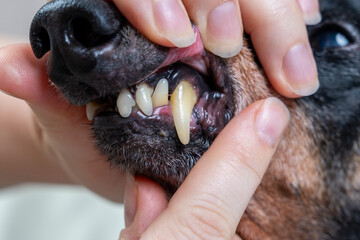 Dog dental checkup with hands examining canine teeth close-up. plaque on teeth, examination before...