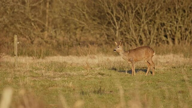 Danish roe deer grazing in bright spring sunlight meadow