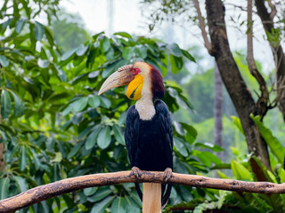 A beautiful Rhyticeros undulatus, Wreathed hornbill bird boasting a long beak is comfortably perched on a sturdy tree branch, taking in the surrounding sights