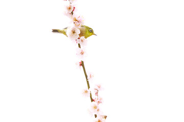 梅の花とメジロ。切り抜き済。png