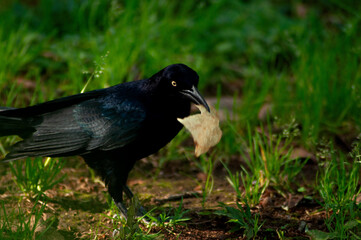 blackbird on the grass