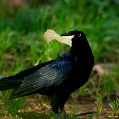 crow on the grass