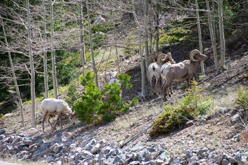 Naklejka premium Big Horn Sheep Guanella Pass Colorado