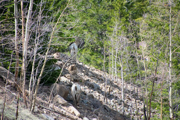 Bighorn sheep Guanella Pass Colorado 