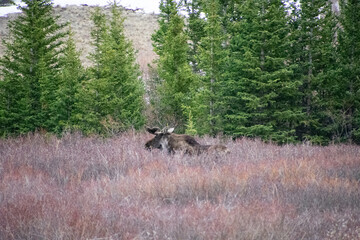 Bull moose walking the brush in winter Guanella Pass Colorado