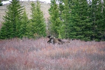 Bull moose walking the brush in winter Guanella Pass Colorado