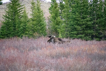 Bull moose walking the brush in winter Guanella Pass Colorado