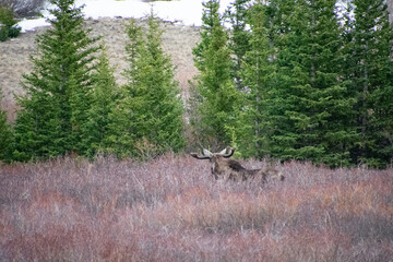 Bull moose walking the brush in winter Guanella Pass Colorado