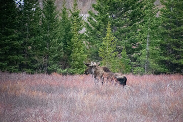 Bull moose walking the brush in winter Guanella Pass Colorado