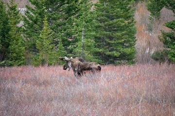 Bull moose walking the brush in winter Guanella Pass Colorado