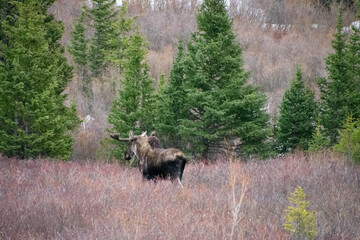 Bull moose walking the brush in winter Guanella Pass Colorado
