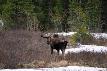 Bull moose walking the brush in winter Guanella Pass Colorado