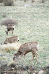 Deer grazing on the hillside