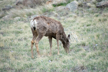 Deer grazing on the hillside