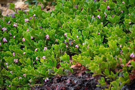 Bearberry shrub flowering 