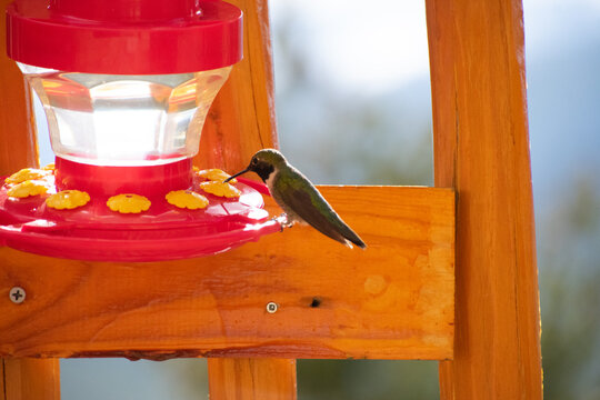 hummingbird at feeder - Powered by Adobe