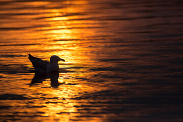Seagull Silhouette