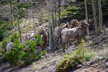 Small herd of bighorn sheep