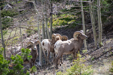 Small herd of bighorn sheep