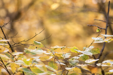 Fall colors in Northern Minnesota
