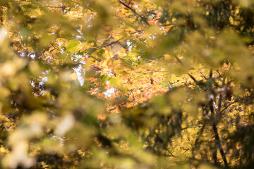 Fall colors in Northern Minnesota