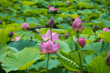 古代蓮の里（こだいはすのさと）、埼玉県行田市
Gyoda lotus (ancient lotus), Gyoda-Shi, Saitama, Japan,