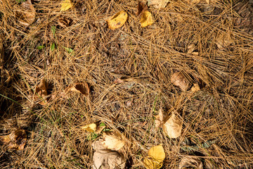 Fall colors in Northern Minnesota