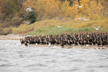 Cormorants and Seagulls