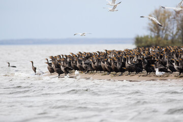 Cormorants and Seagulls